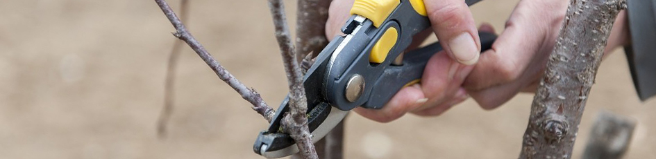 Рекомендуем инструмент для осенней обрезки деревьев - секаторы по низким ценам.