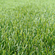 Трава искусственная Деко 20 (2м) - фото 2