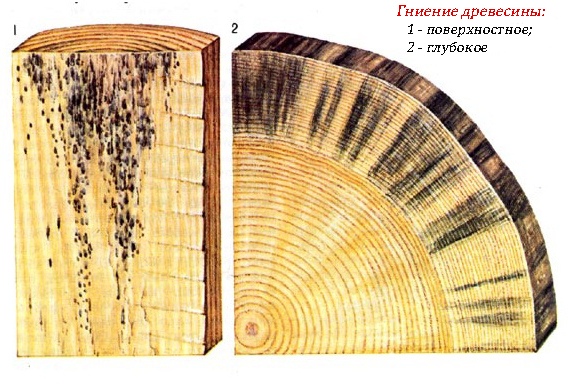 Как защитить древесину