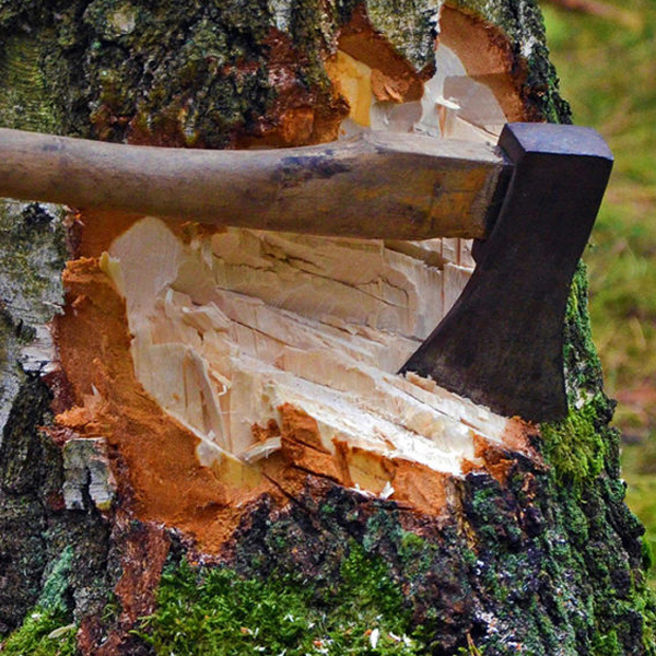 Рубка дерева топором - фото