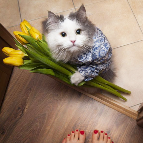 Милый пушистый котик дарит тюльпаны хозяйке - фото